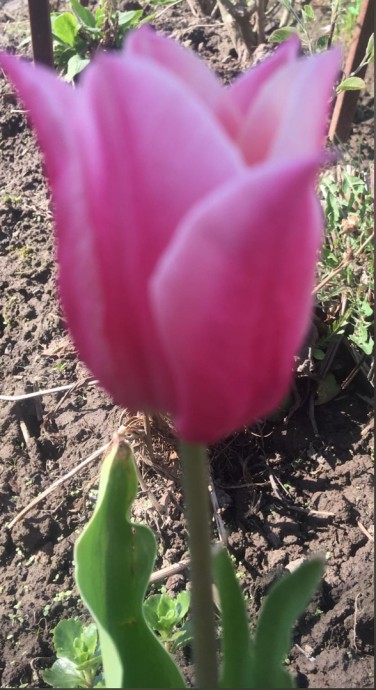 Моя работа над ошибками в разведении тюльпанов