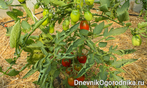 О том как выращивал томат Де Барао Черный
