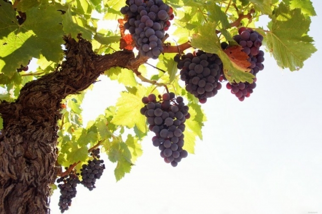 10 правил выращивания винограда