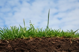 Как определить тип почвы и ее кислотность