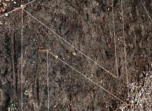 Пряные травы: схема посадки