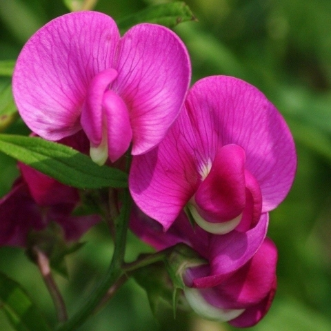 10 самых ароматных растений