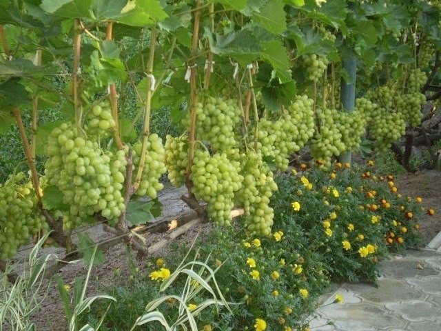 Соседи виноградного куста