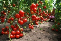 Как по внешним признакам определить, чего не хватает помидорам и огурцам