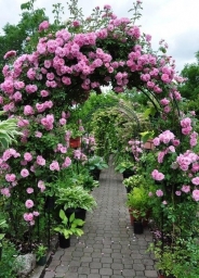 Садовые арки из роз