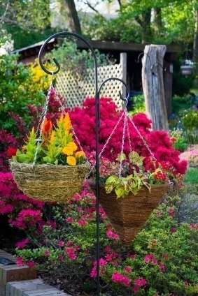 Посадка и уход ампельных растений для украшения террасы или балкона