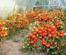 Северные помидоры