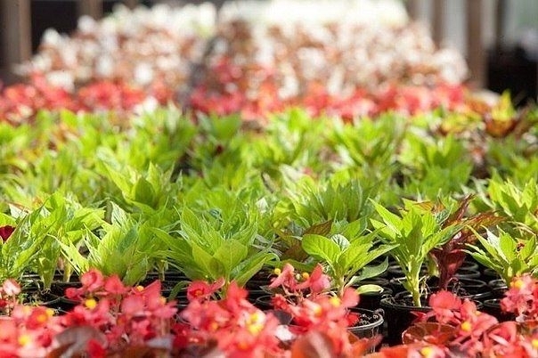 18 советов о выращивании цветочной рассады