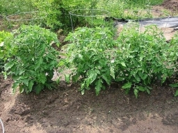 Сохнут стебли томатов