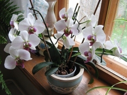 Чтобы обильно цвели орхидеи