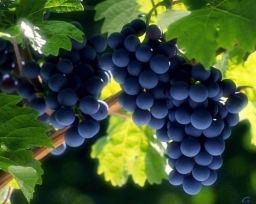 Как вырастить виноград, если вы раньше никогда этого не делали?