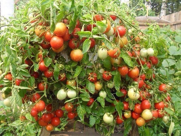 Выращивая помидоры, необходимо помнить, что томаты не переносят: