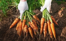 Секреты удобрения моркови