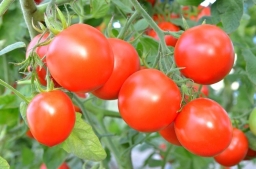 11 «нельзя» при выращивании рассады томатов
