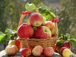 Как вырастить отличный урожай яблок