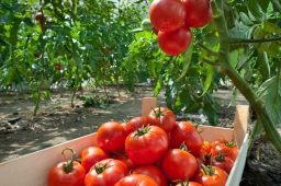 Что необходимо класть в лунку при посадке помидоров?
