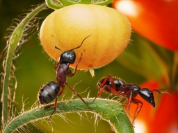 14 способов избавиться от муравьев