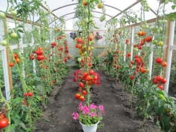 Три важных рекомендации по выращиванию томатов