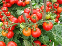 Маленькие секреты выращивания вкусных помидоров 
