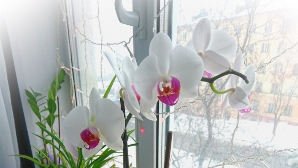 Чем подкормить орхидею в домашних условиях – выбор лучшего средства