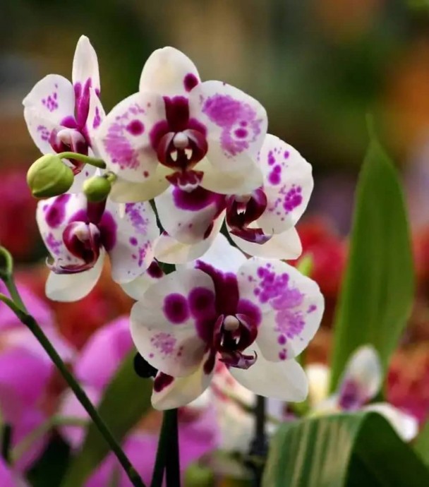 Размножение Орхидеи детками. Когда и как отделять деток орхидеи