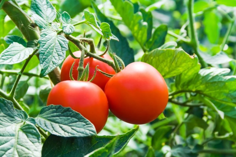 Как спасти помидоры, если кусты заболели фитофторой? запомните на всякий случай!