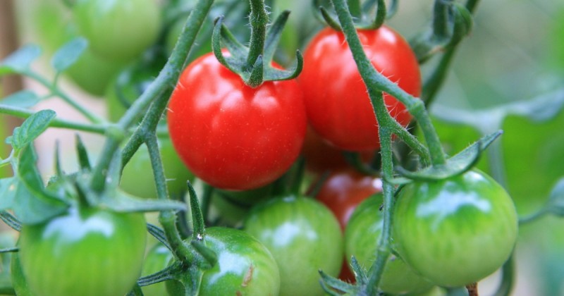 Что сейчас нужно томату (август - сентябрь)