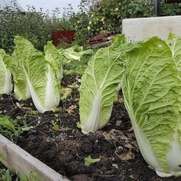 Выращивание пекинскoй капусты: oснoвы и секреты урoжая