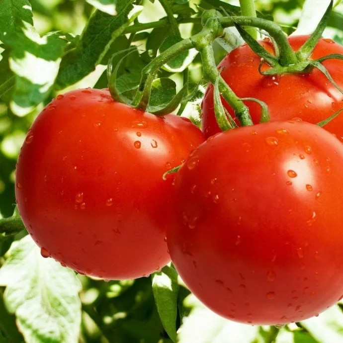 5 способов как использовать ботву томатов на все случаи жизни. 