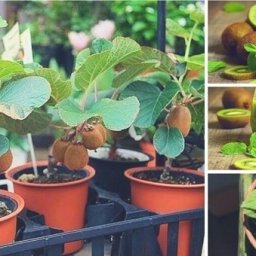 Выращиваем киви в домашних условиях
