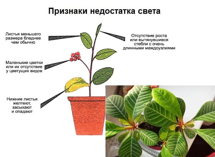 Достаточно света растения. Недостаток света у растений. Растение при недостатке света. Листья комнатных растений. Растения при избытке света.