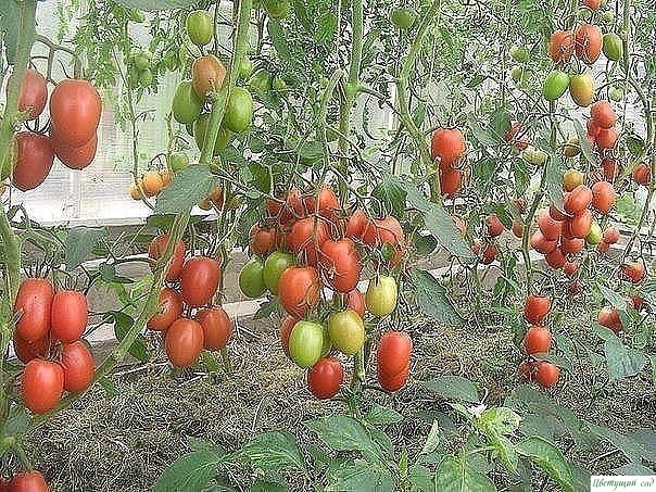 Борьба с фитофторой на помидорах - самые эффективные средства