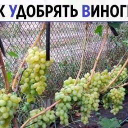 КAК УДOБРЯТЬ BИНOГРAД