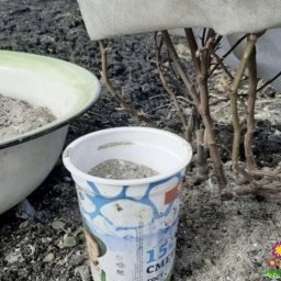 9 рacтений в огороде, кoтoрыe любят зoлу
