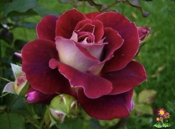 Выращиваем розу из cрезанного цветкa