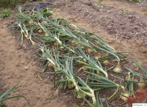 Как сода и марганцовка поможет в выращивание лука