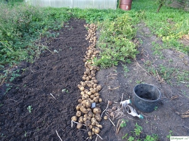 Лучшие советы по выращиванию картофеля