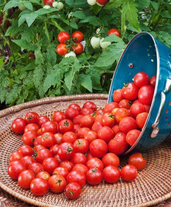 Подкармливать помидоры следует через 2 недели с момента посадки и до середины августа.