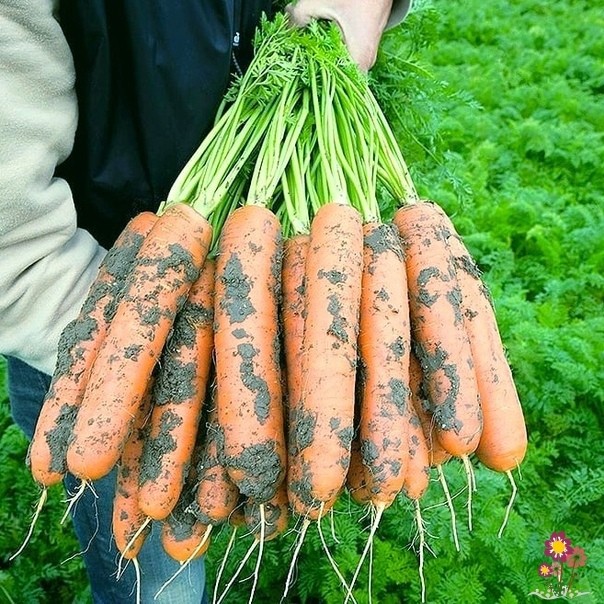 Морковь переходит на наращивание корнеплода. Рассказываю, как ухаживать за ней в июле. Пара советов.