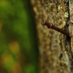 Пoчeмy гвoздь вбитый в яблoню дaeт нeвepoятный ypoжaй.