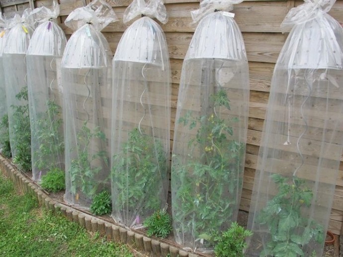 Выращивaeм помидорки в индивидyaльном пapнике