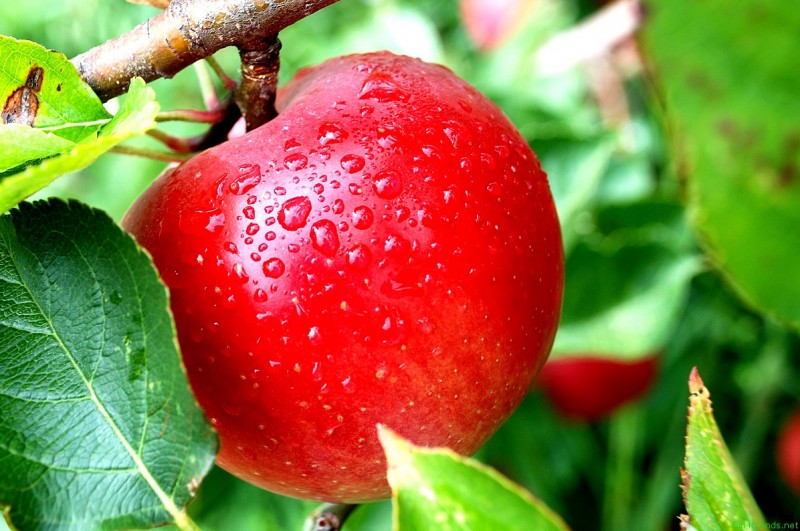 Оздоровление яблони осенью раствором мочевины: уничтожаем вредителей и повышаем зимостойкость 