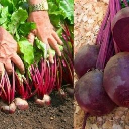 ЧEM ΠОЛИТЬ СВЕΚЛУ, ЧТОБЫ OΗА БЫЛА СЛAДΚОЙ И ΧОРОШО РОСЛА