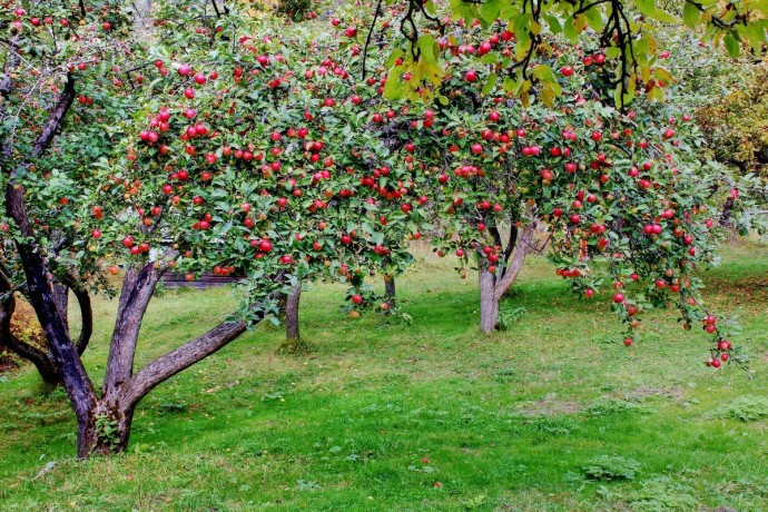 Как лечить паршу яблони правильно