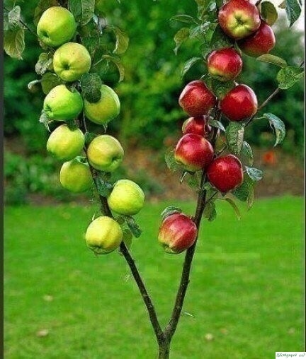 Как правильно привить на одну яблоню несколько сортов (советы агронома)