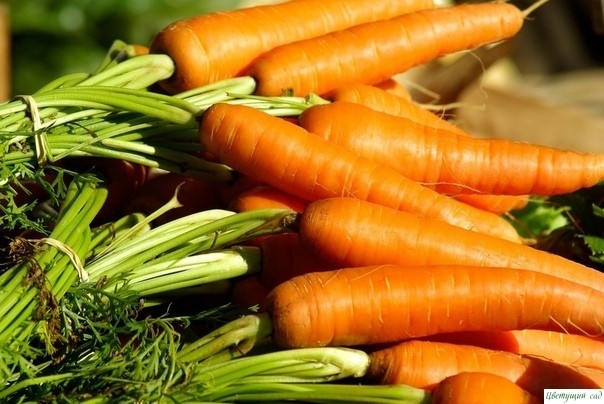 Выращиваем морковь ПРАВИЛЬНО, чтобы был богатый урожай