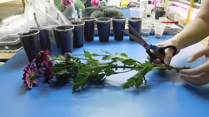 Как вырастить хризантему из букета? Совсем не сложно!