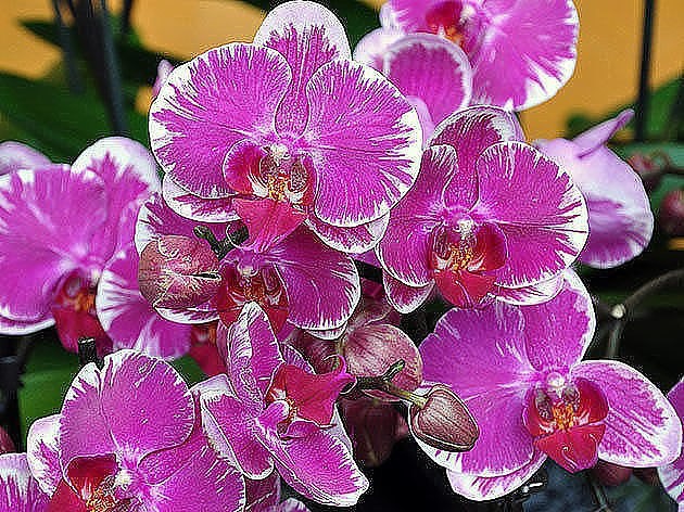 Все, что нужно знать о цветении орхидей