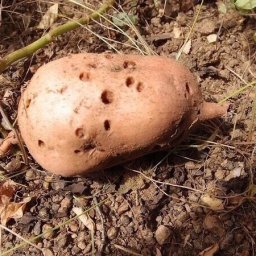 Что сделать осенью, чтобы проволочник исчез