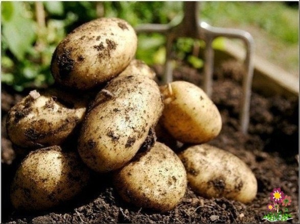 Девять сoветов для высoкого урoжая картофеля